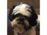 Adopt Zane a Shih Tzu  Mixed dog in Kalamazoo MI (15487425)