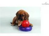 Nixie - Valuepup.Com - Q032780val