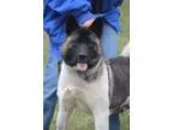 Adopt Eva a Akita  Mixed dog in Silver Spring MD (15661103)