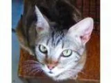 Adopt Molly a Tabby Domestic Short Hair