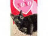 Adopt Dottie - at PetSmart a Tortoiseshell