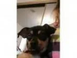 Adopt Zoey a Miniature Pinscher