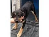 Adopt 20216 Taken Rescued a Black - with Tan Yellow or Fawn Labr