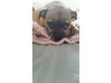 Adopt Tillie a Jack Russell Terrier Pug