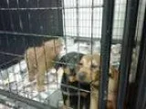 Adopt Pup a TanYellowFawn Shepherd (Unknown Type) Labrador Re