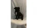 Buggs Puppy For Sale