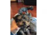 Adopt Dora the doxy a Dachshund