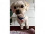 Adopt Laddie a White Poodle (Miniature) Mixed dog in La Verne C