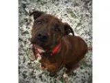 Adopt Angie a American Staffordshire Terrier Boxer