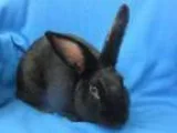 Adopt Midnight a Bunny Rabbit