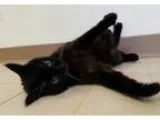 Adopt Ebony Indiana Jones a All Black Japanese Bobtail (medium c
