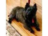 Adopt BURNELL IN IL a Black Cairn Terrier  Mixed dog in Medina O