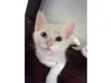 Adopt Deno a White Siamese (short coat) cat in Mission Viejo CA 