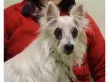 Adopt Betty Boop a White Westie West Highland White Terrier  Mix