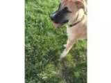 Adopt Clydesdale a Shepherd Great Dane