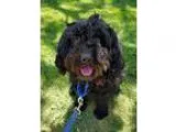 Adopt Venus a Cocker Spaniel