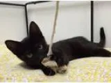 Adopt Hillary a All Black Domestic Shorthair  Mixed (short coat)