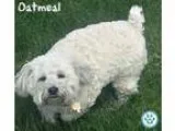 Adopt Oatmeal a Poodle Schnauzer