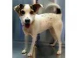 Adopt Kennedy a Tricolor (TanBrown and Black and White) Beagle  