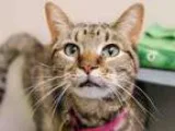 Adopt SAMANTHA a Domestic Short Hair