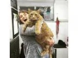 Adopt Ben Katflek a Orange or Red Domestic Shorthair  Mixed cat 