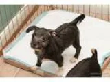Adopt Silver Surfer a Terrier (Unknown Type Small)  Miniature Pi