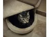 Adopt Daphne a Domestic Short Hair