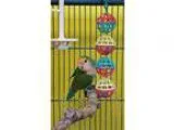 Adopt Amore a Lovebird