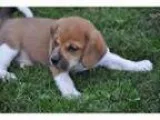 Adopt Tatoo a Beagle Basset Hound