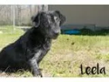 Adopt Leela a Basset Hound Labrador Retriever