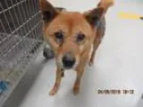 Adopt Alexandria a Basenji