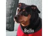 Adopt Bella a Miniature Pinscher