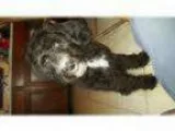Adopt Blossom a Sheep Dog Poodle