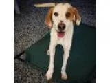 Adopt Maverick a RedGoldenOrangeCh estnut - with White Hound (Un