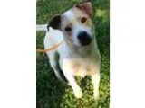 Adopt Francine Karma a Carolina Dog  Mixed dog in Knoxville TN (