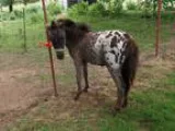 Beautiful Flashy Appaloosa AMHA Falabella Big Spots &quot Chip &