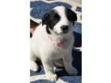 Adopt Pig a Australian Cattle Dog (Blue Heeler) Border Collie