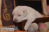 AKC Charcoal and Champagne Labrador Puppies