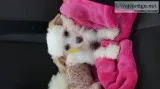 Chinese crested powder puff puppies