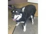 Adopt  2 URGENT a Black - with Tan Yellow or Fawn Blue Heeler  H