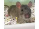 Adopt Warren a Rat Rat