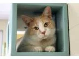 Adopt Gizmo a Domestic Shorthair  Mixed cat in Ann Arbor MI (156