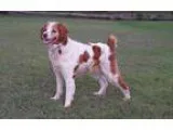 Adopt OKPatti a White - with Red Golden Orange or Chestnut Britt