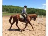 Adopt Ava a OtherUnknown  Thoroughbred  Mixed horse in Fairport