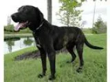 Wanted Large dog (preferably free)