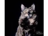 Adopt Larkin a Tortoiseshell Domestic Mediumhair (medium coat) c