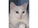 Adopt Myst (FCar) a White Domestic Shorthair  Mixed (short coat)