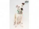 Adopt Alexander a Retriever (Unknown Type) Mixed dog in Jeffers