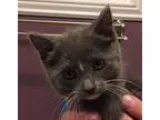 Adopt Ramsey a Gray or Blue Domestic Shorthair  Mixed (short coa