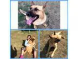 Adopt Judd a Belgian Shepherd Malinois German Shepherd Dog